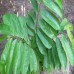 DRIED SOURSOP LEAVE